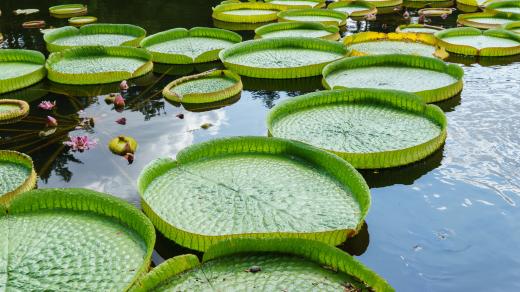 Leknín Viktorie královská je největší vodní rostlina na světě