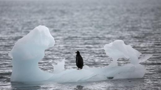 Tučňák stojí na ledovci v přístavu Yankee na Antarktidě.
