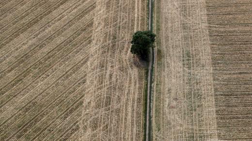 Osamocený strom uprostřed polí na Uherskohradišťsku.