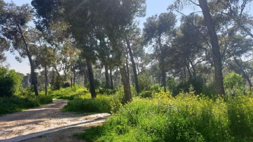 Čeští dobrovolníci obnovují v Izraeli Masarykův les
