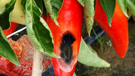 Fyziologický nedostatek vápníku u papriky