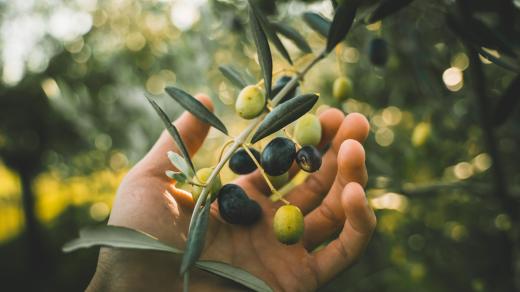 Věděli jste, že olivy jsou ovoce?