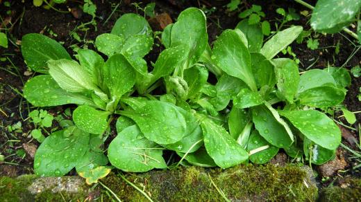 Polníček je listová zelenina, která může přezimovat na záhonu