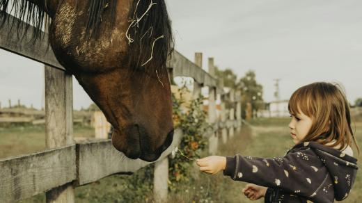 Děti, prázdniny, příroda, kůň (ilustrační foto)