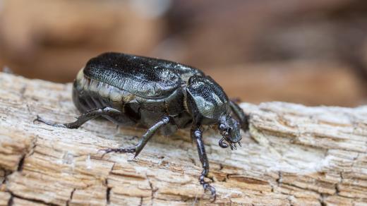 Páchník hnědý, kriticky ohrožený brouk