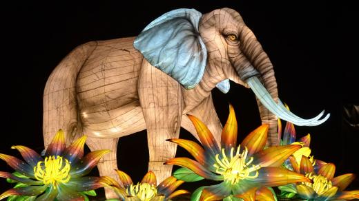 Ve Světelné zoo v pražské zoologické zahradě na vás čeká i majestátní slon