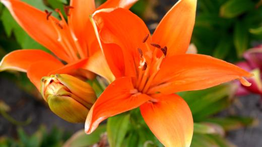 Zahradu zdobí i květiny, třeba lilie
