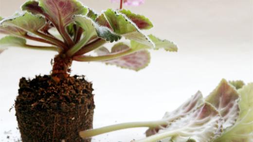 Z africké fialky odlomíme listy na množení