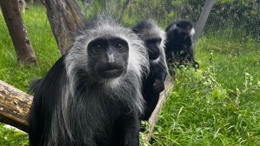 Gueréza běloramenná
