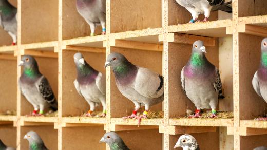 Poštovní holubi před závody