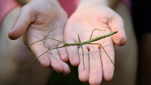 Existuje mnoho druhů strašilek (ilustrační obrázek)