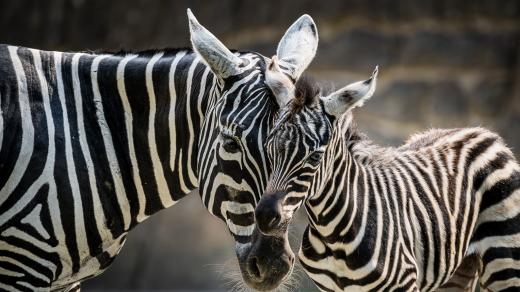 Krásné a vzácné zebry bezhřívé ve dvorském safari parku