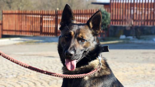 Fargo je velmi aktivní