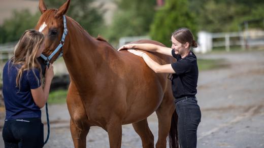 Karolína Olehlová léčí koně