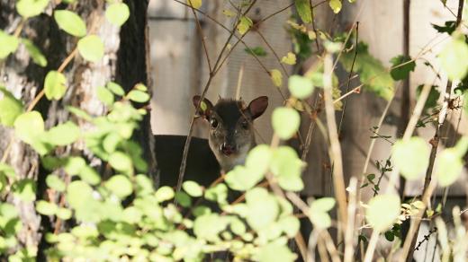 Chocholatka modrá západní