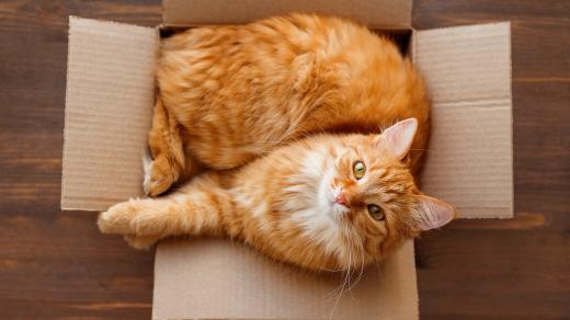 Kočky jsou skvělí mazlíčci