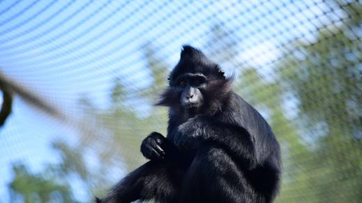 Mangabej černý
