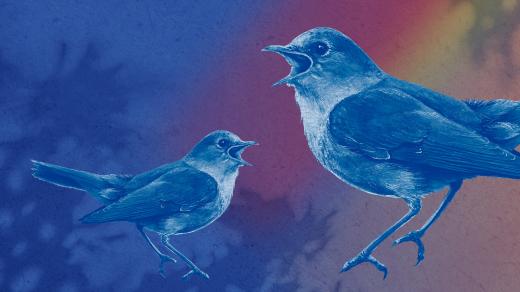 Mistři pěvci opeřenci