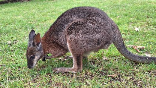 Velcí klokani (kangaroos) žijí hlavně v otevřeném travnatém prostředí, kdežto menší klokany (wallabies) častěji najdete v bažinatém lesním nebo třeba i skalnatém terénu