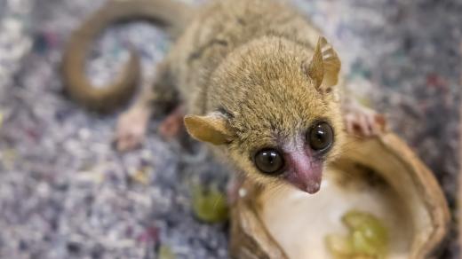 V Safari Parku Dvůr Králové chovají spoustu zajímavých a vzácných opiček