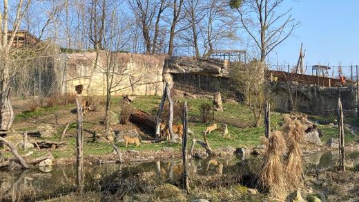 Zoo Zlín, lvíčata ve venkovním výběhu