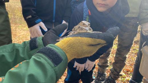 Školáci z Nezdenic pomáhají s jarní migrací žab u Bojkovic
