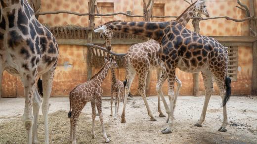 Žirafy s mláďaty v Zoo Olomouc