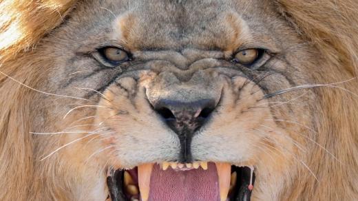 Lev berberský (Panthera leo leo)