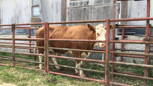 Vojáci a veterináři trénovali v Květušíně zásah proti nebezpečným zvířecím chorobám