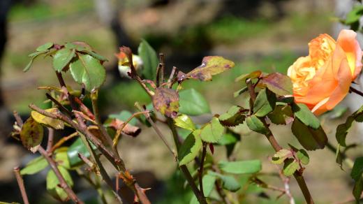 Sestříháme růže