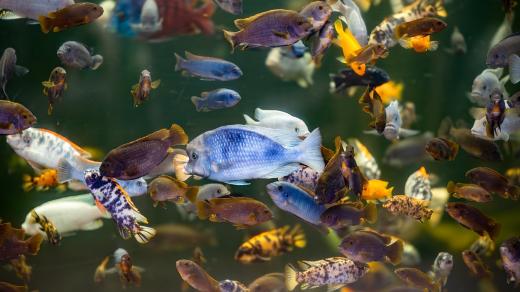 Nádrže pavilonu Vodní světy ve dvorském safari parku představují život afrických jezer a řek