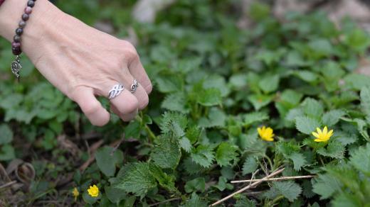 Kopřivy hledetejte na čistých místech, největší sílu mají od vyrašení do svaté Žofie, což je 15. května