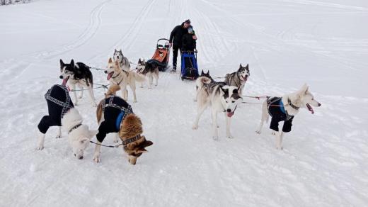 Rodina Zetkova z Náchoda se věnuje závodům psích spřežení