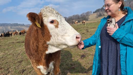 Farmy přichází o peníze z placených prohlídek kvůli slintavce a kulhavce