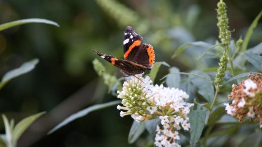 Motýlí zahrada v Zooparku Zájezd
