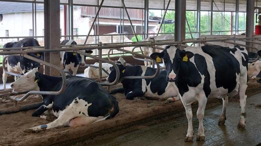 V nové části kravína už krávy odpočívají na vrstvě písku