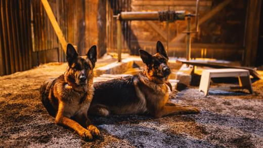 Fenky německého ovčáka Febii a Catty v seriálu Studna