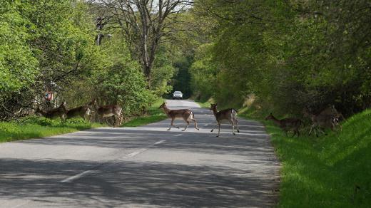 Srnčí zvěř na silnici, srna, jelen, zvířata, nebezpečí, nehoda. Ilustrační foto