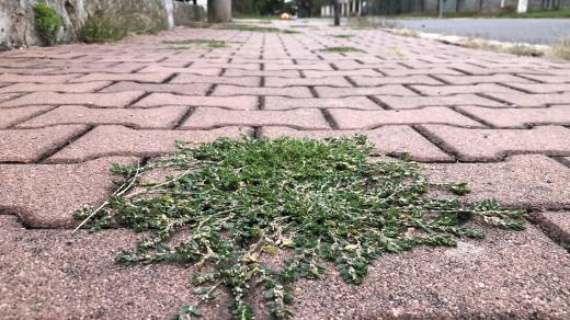 Ručně, nebo chemií? I na tomto chodníku ve Slatiňanech lidé mohou rozhodnout, jestli plevel zahubí pesticidy