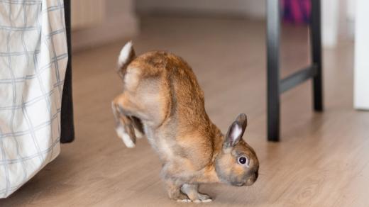 Máte doma králíka?