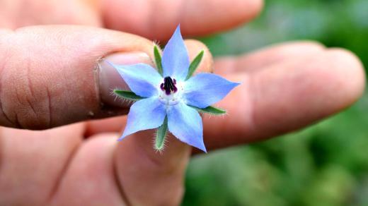 Květem brutnáku můžete ozdobit domácí limonády a pak ho sníst