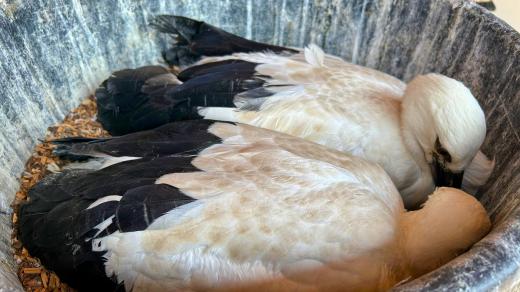 Mláďata čápů v Záchranné stanici Hrachov na Příbramsku