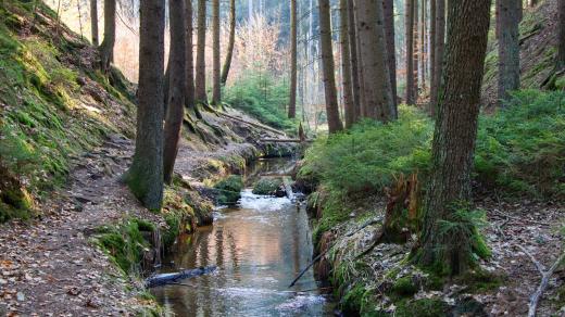 Horní tok řeky Ploučnice