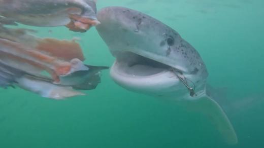 Pozorování žraloků u Kapského Města
