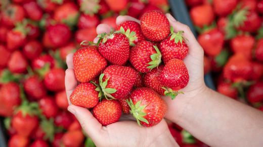 Velkoplodé jahody jsou u nás oblíbené. Nebylo tomu tak vždy