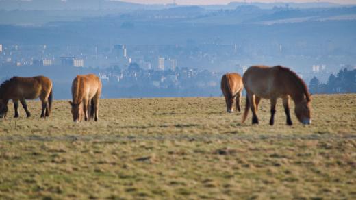 Výběh koní převalských na Dívčích hradech