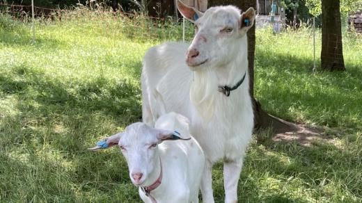 Kozy na pastvě (ilustrační foto)