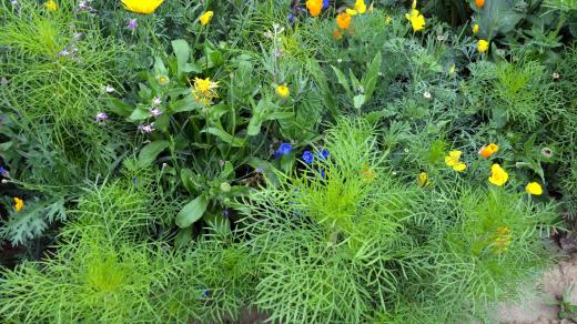 Zelené hnojení může být pastva pro oko i hmyz