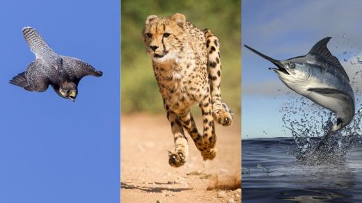 Jaký je nejrychlejší tvor planety?