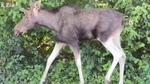 Los evropský, 1. 7. 2025, Zlín-Příluky